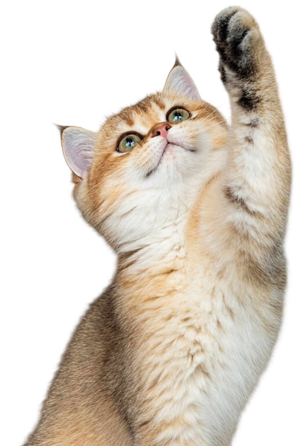 Котёнок тянется лапкой вверх