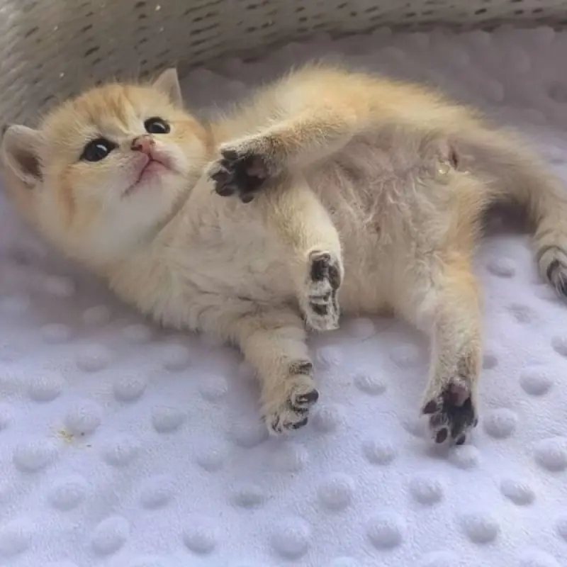 Шотландские котята | image 1