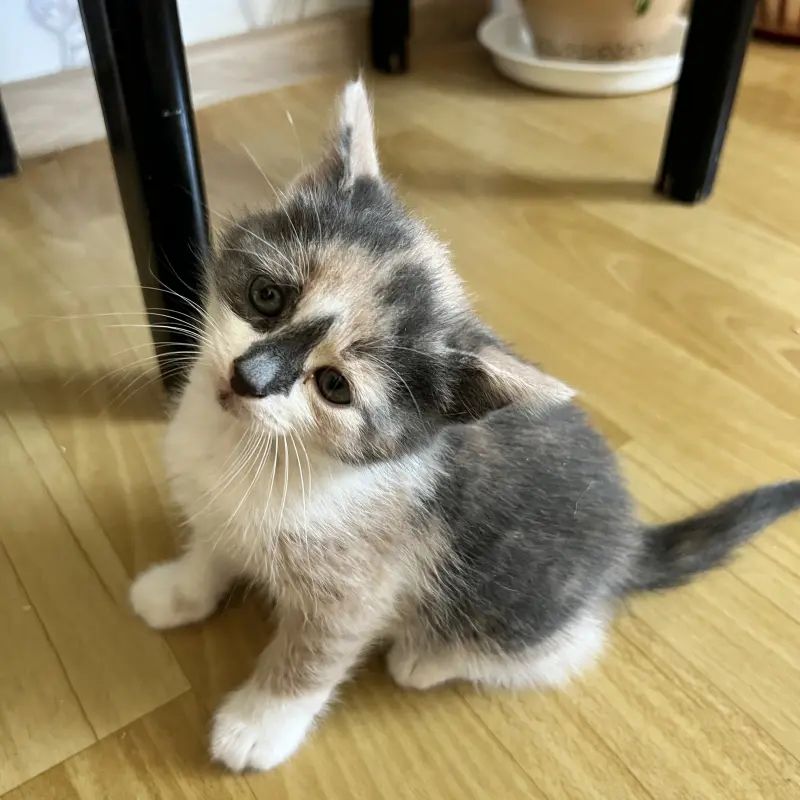 Малыши ищут дом | image 3