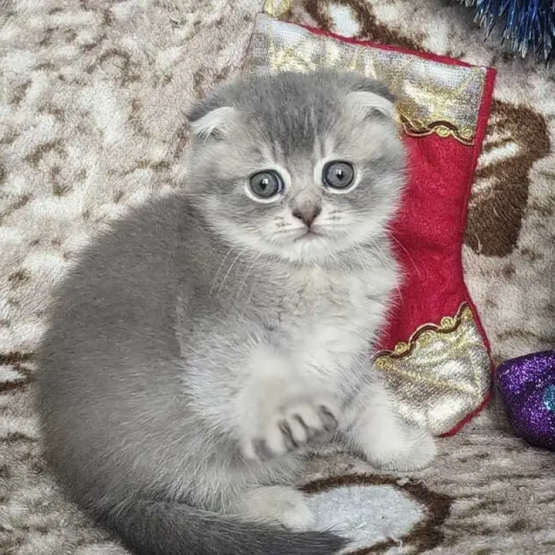 Шотландские вислоухие котята - серебристый мальчик и голубая девочка | image 5