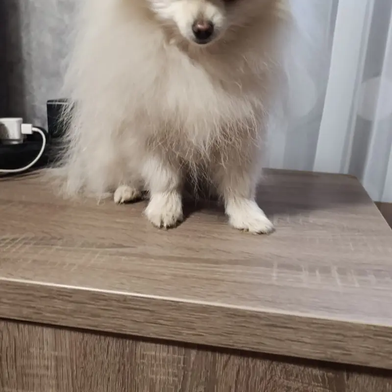 Померанский шпиц | image 3