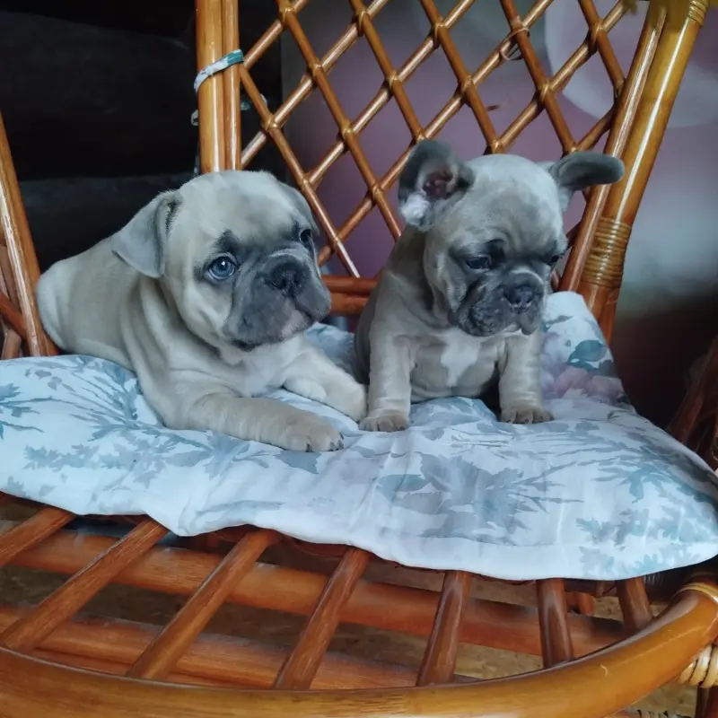 Милые щенки французский бульдог. | image 3