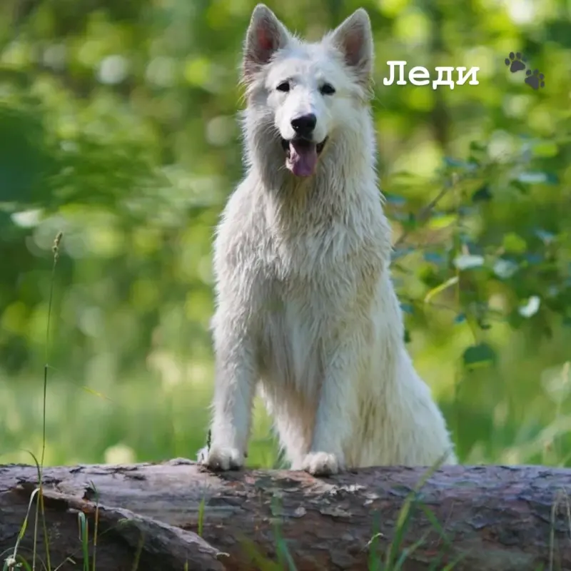 Щенки Белой швейцарской овчарки  | image 10