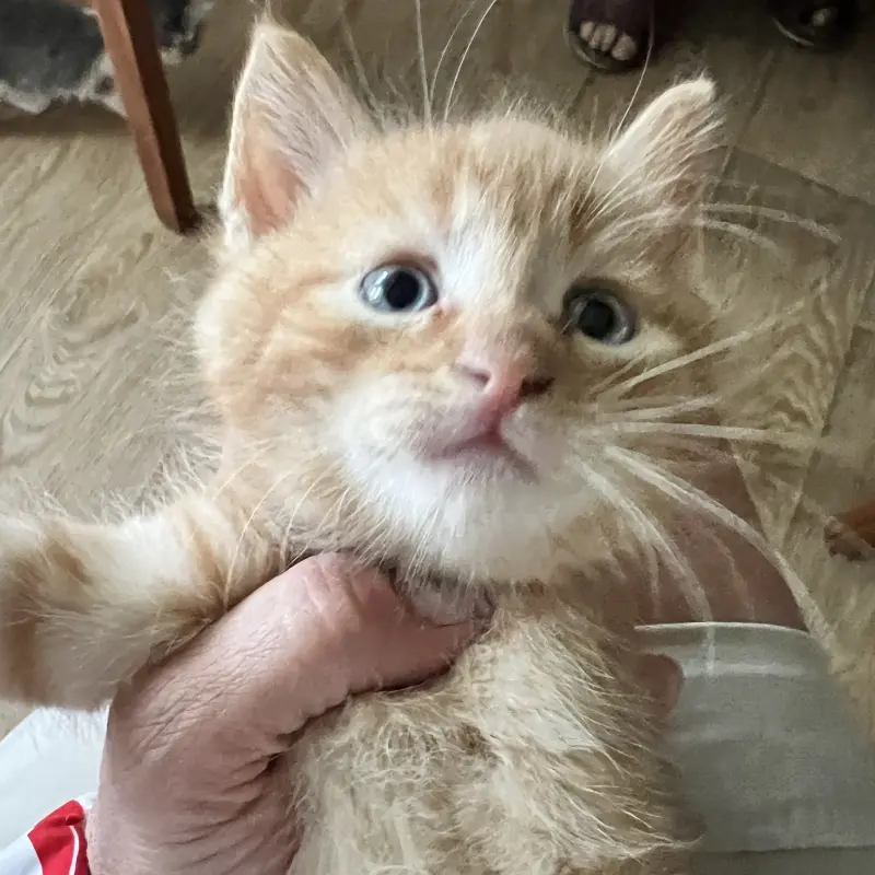 Малыши ищут дом | image 1