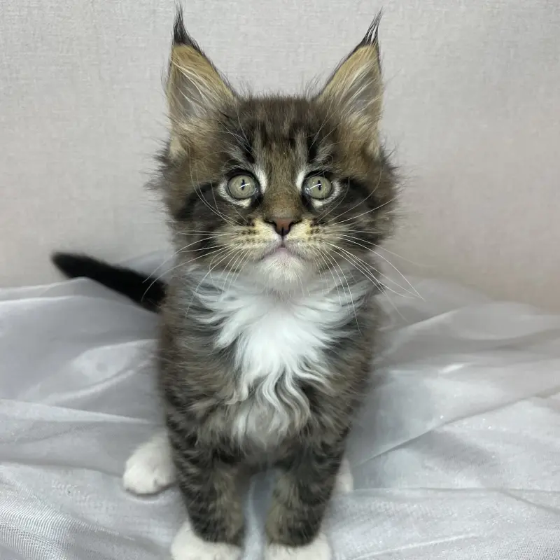 Мейн-кун бронирование  | image 1