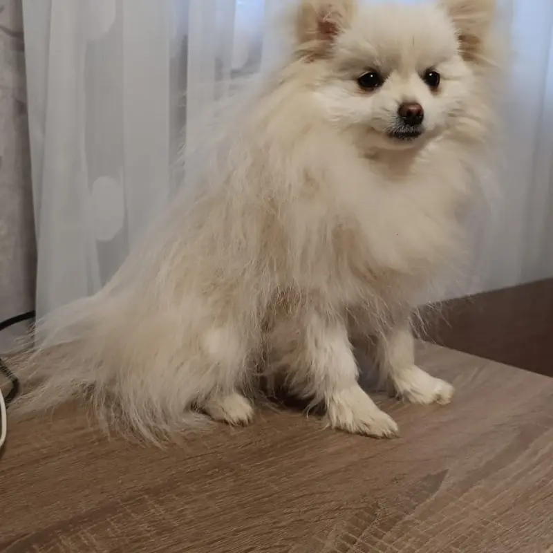 Померанский шпиц | image 1