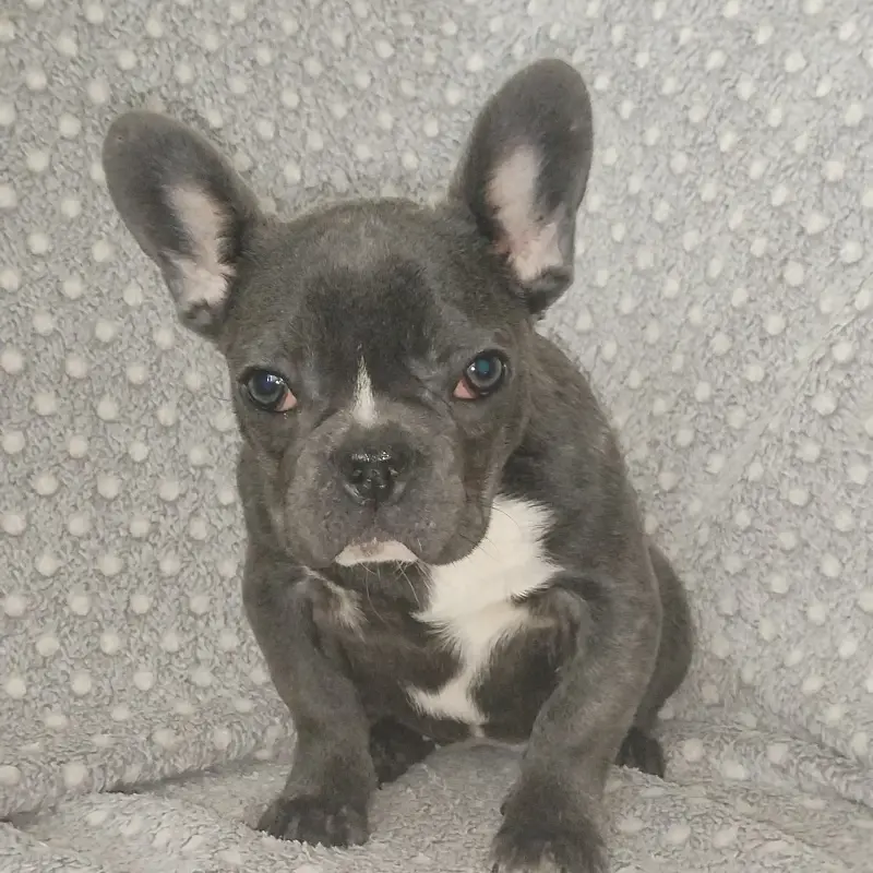 Французский бульдог, девочка. | image 8