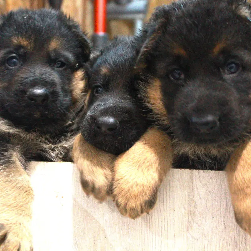 Щенок немецкой овчарки от чемпиона | image 2