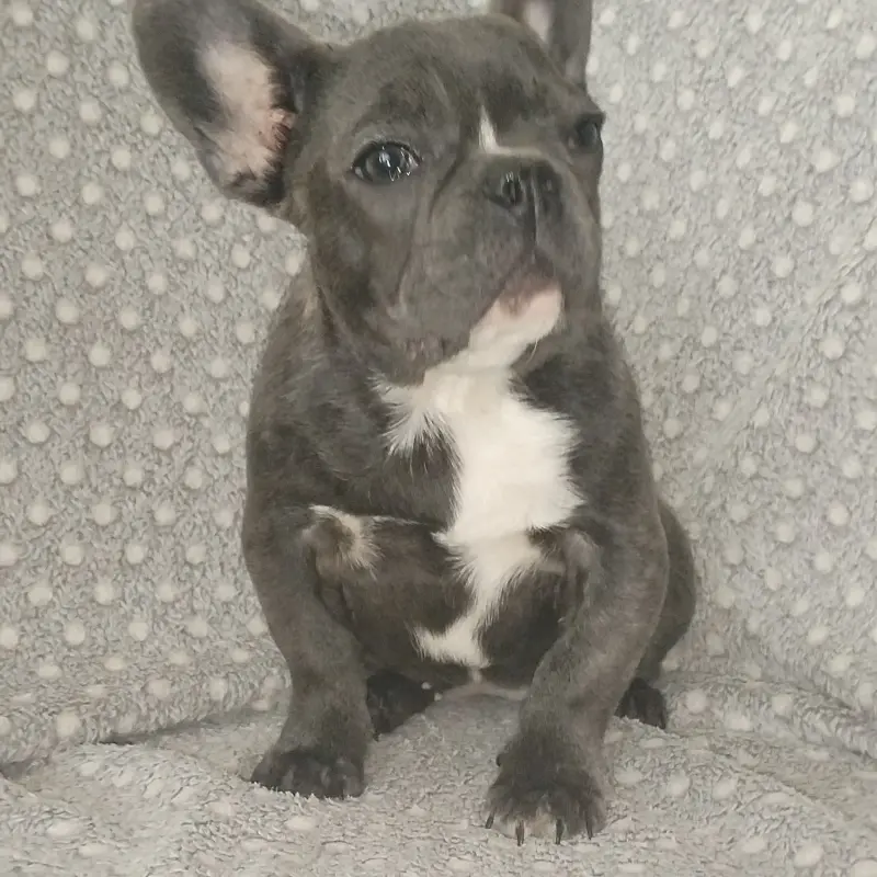 Французский бульдог, девочка. | image 5