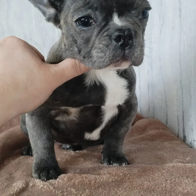 Щенок французского бульдога девочка. Доставка. | image 1