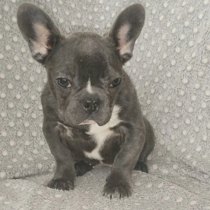 Французский бульдог, девочка. | image 4