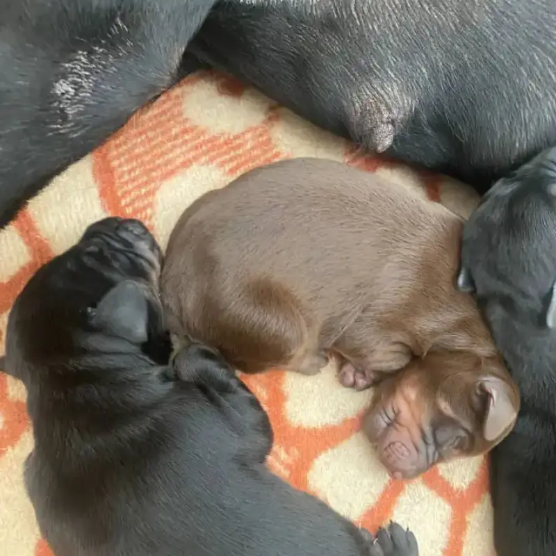 Щенки от пары с отличной родословной | image 6