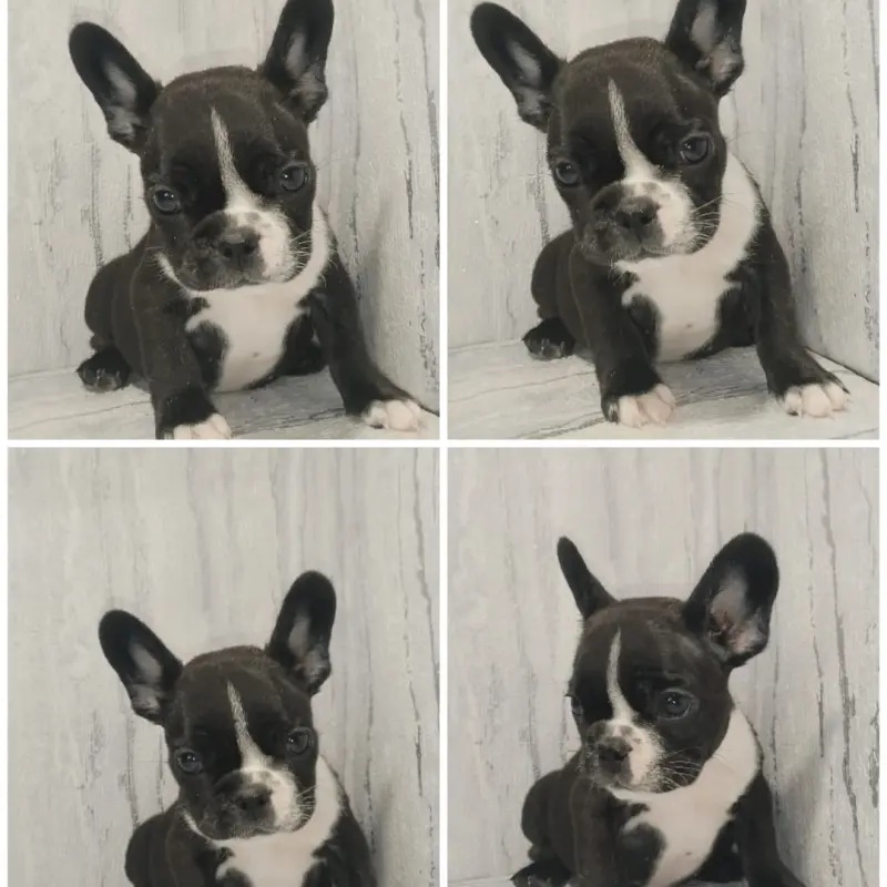 Французский бульдог  | image 1