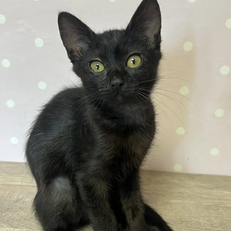 Котенок Кузя, 2 месяца  | image 4