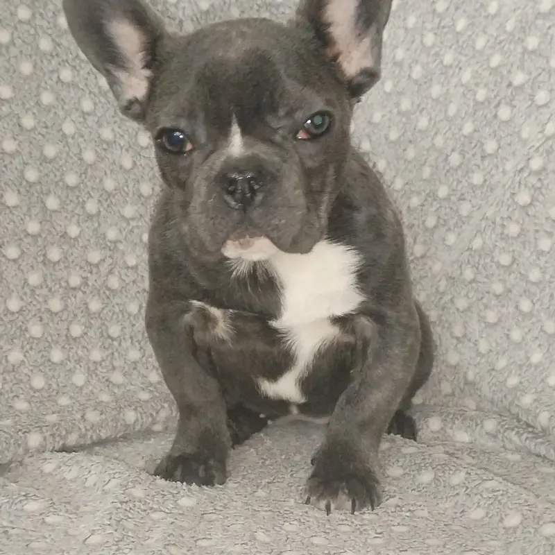 Французский бульдог, девочка. | image 1