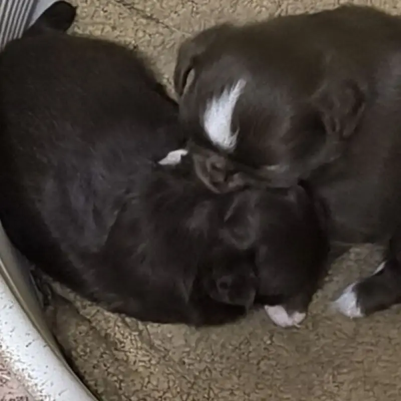 Очаровательные щенки чихуахуа | image 4