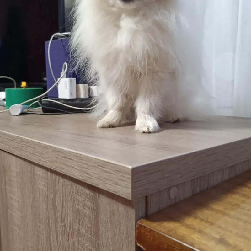 Померанский шпиц | image 2