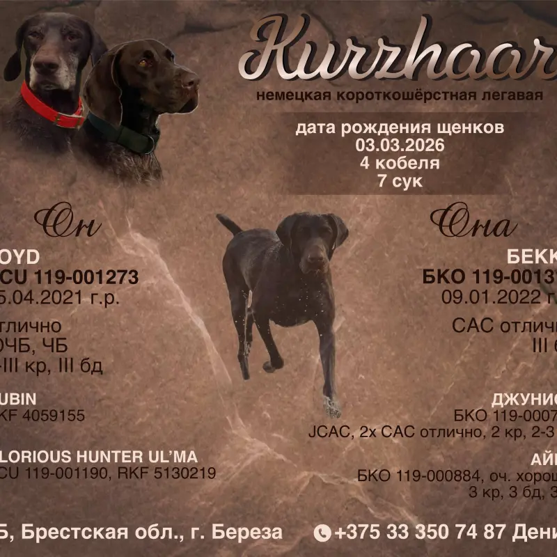 Щенки Курцхаара | image 6