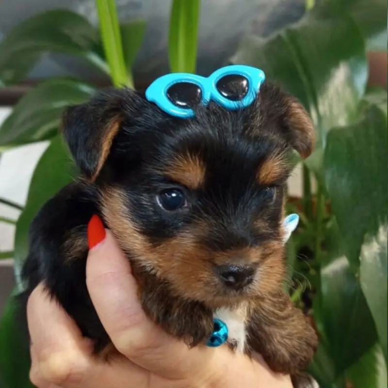 Очаровательные девочки-йорки ищут заботливых хозяев! | image 3