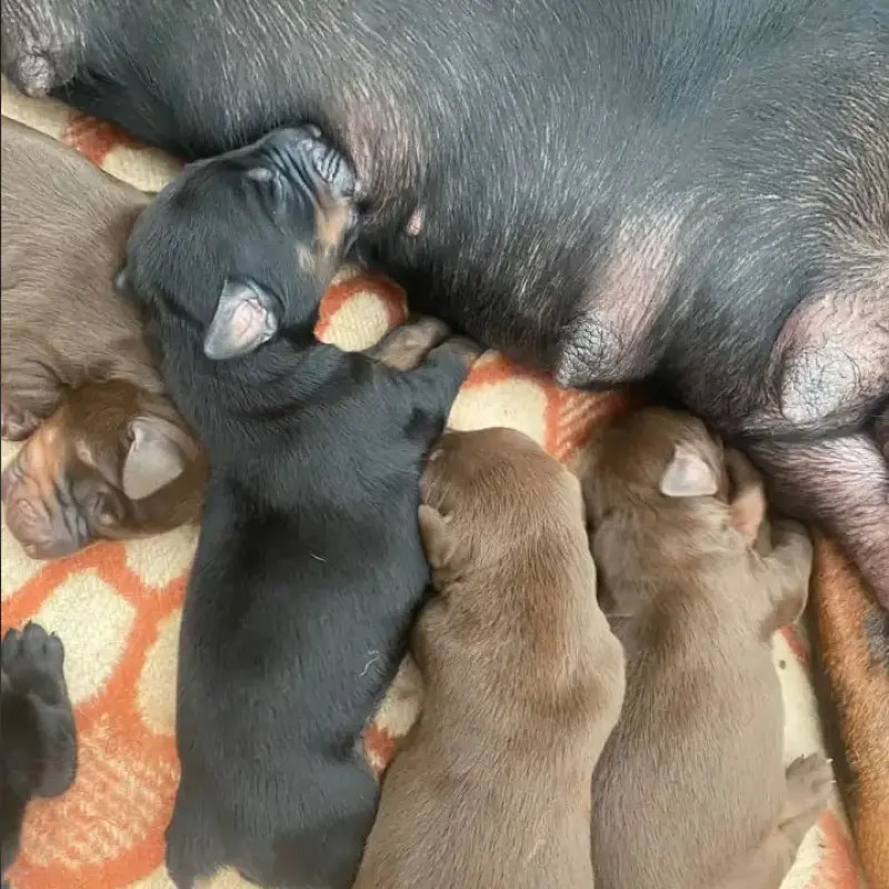 Щенки от пары с отличной родословной | image 5