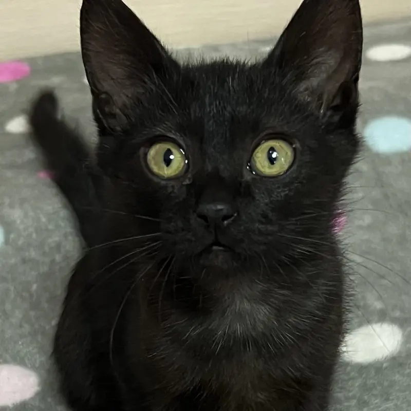 Котенок Кузя, 2 месяца  | image 3