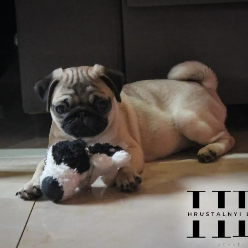 Мопс щенок из племенного питомника | image 4
