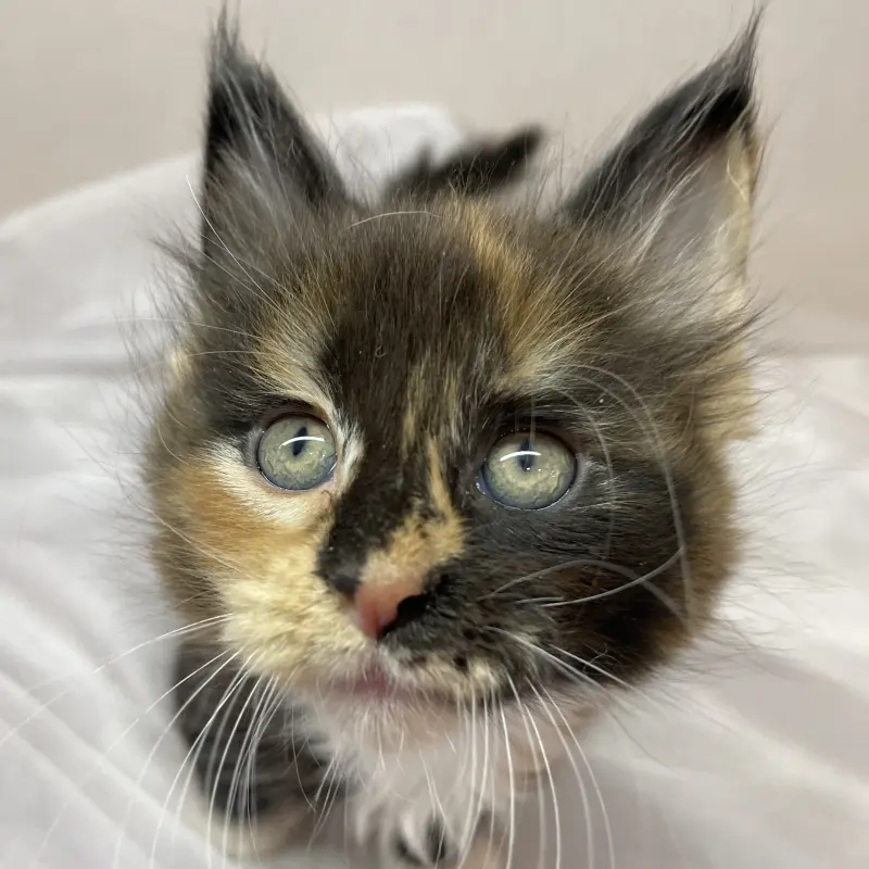 Мейн-кун бронирование  | image 3