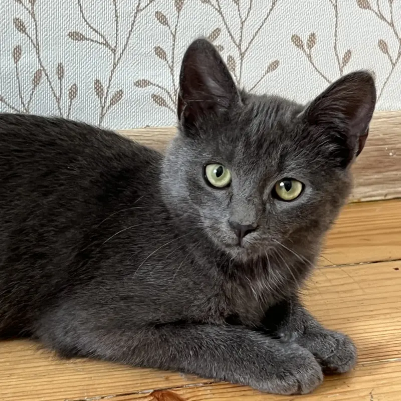 Котенок а-ля русская голубая, 3,5 месяца  | image 5