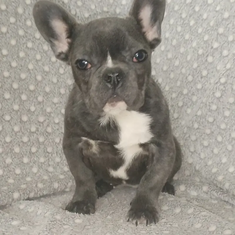 Французский бульдог, девочка. | image 2