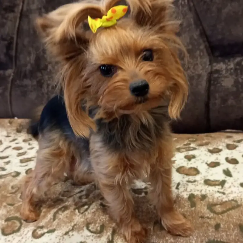 Очаровательные девочки-йорки ищут заботливых хозяев! | image 8