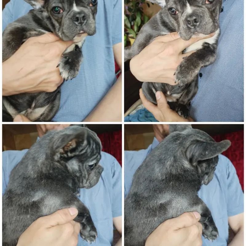 Французский бульдог, девочка, доставка. | image 1