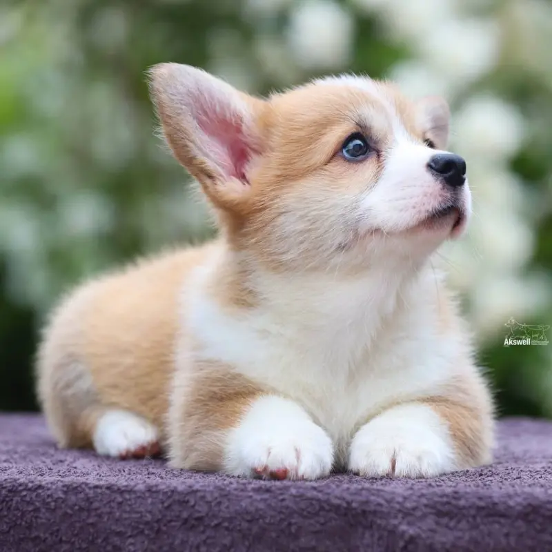 Щенки вельш корги пемброк  | image 5