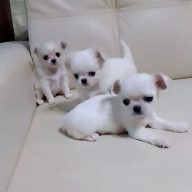 Очаровательные щенки чихуахуа | image 1