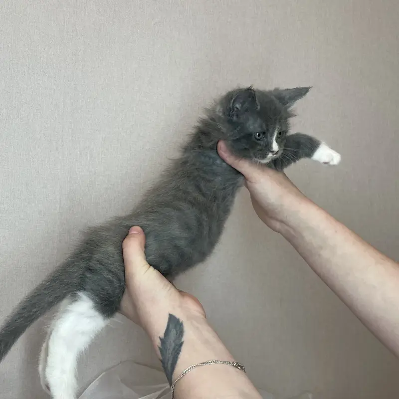 Мейн-кун бронирование  | image 4