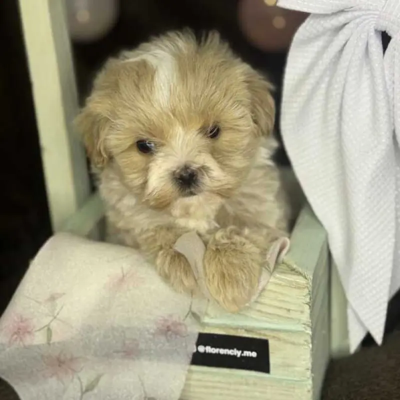 Мини мальтипу F1, очаровательные малыши | image 2