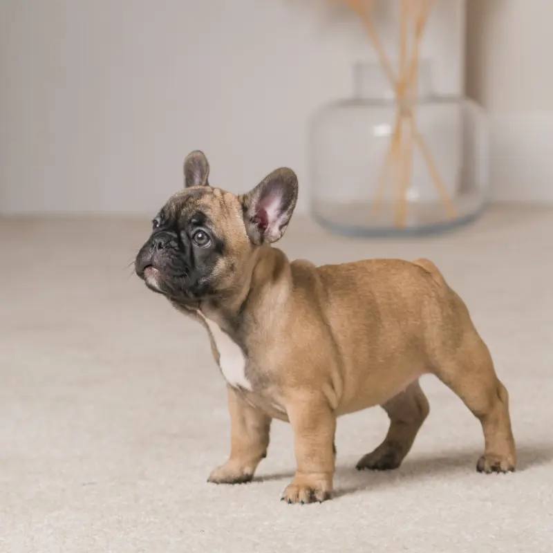Продам щенка французского бульдога | image 1