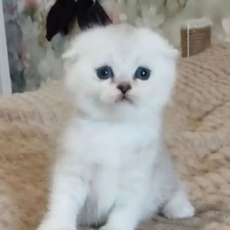 Шотландская вислоухая девочка окраса «серебристая шиншилла» | image 2