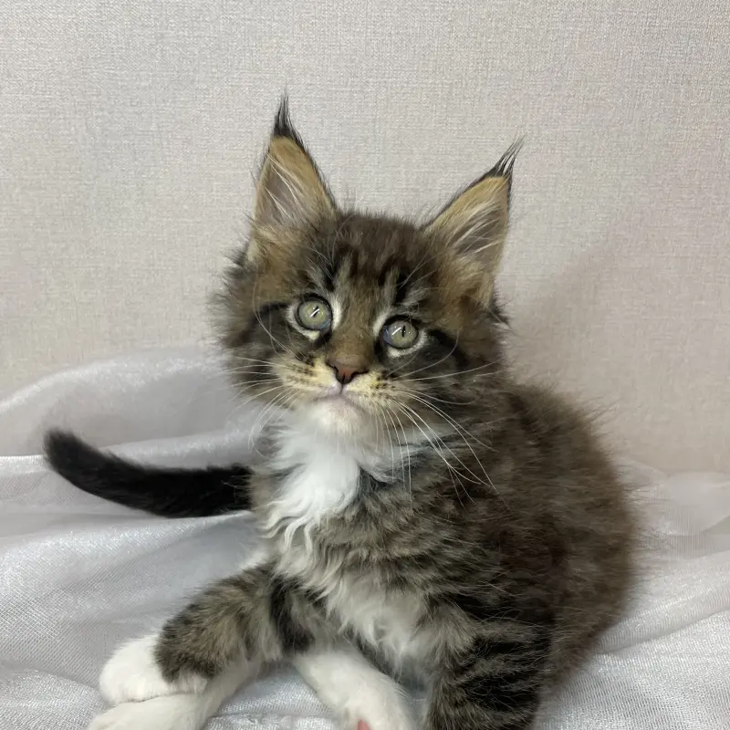 Мейн-кун бронирование  | image 3