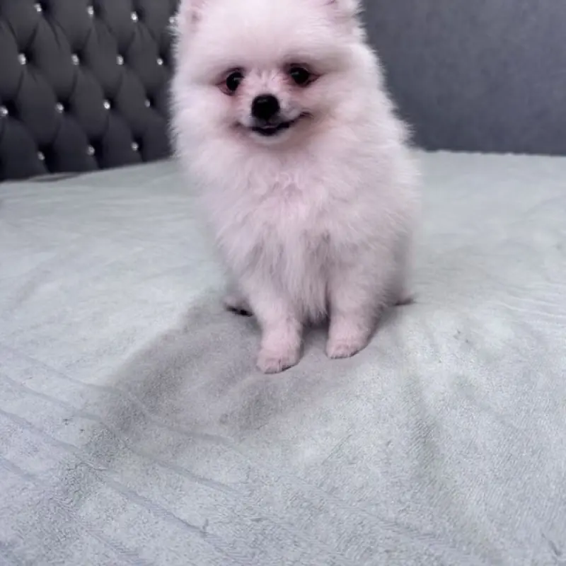 Очаровательные миниатюрные щенки померанского шпица | image 1