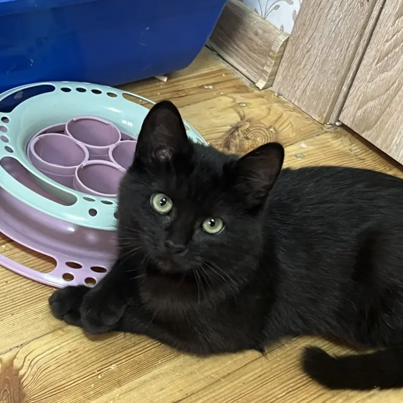 Шоколадный котенок, 3,5 месяца  | image 5