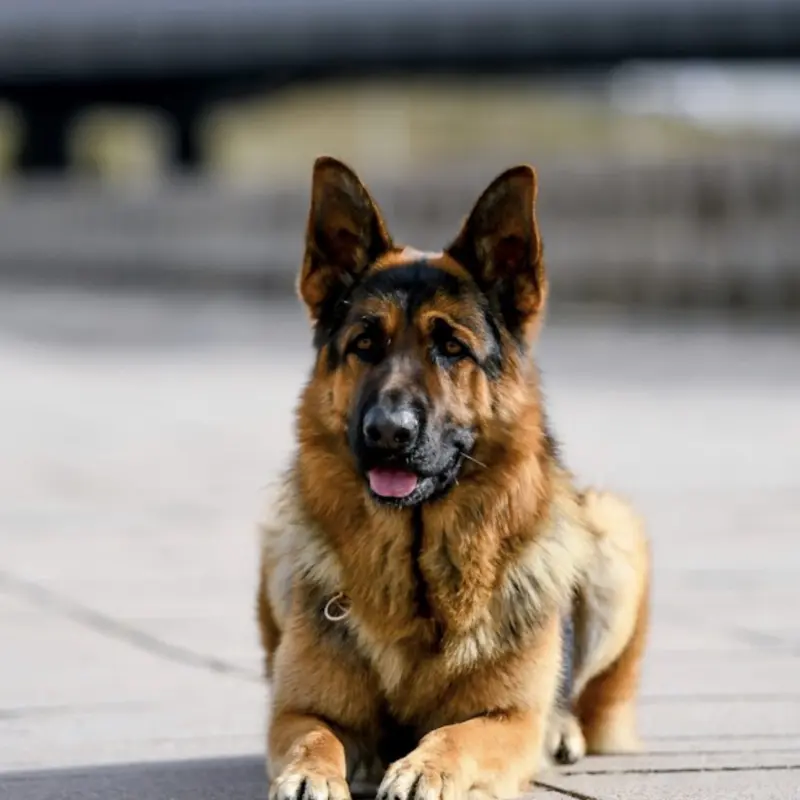 Щенок немецкой овчарки от чемпиона | image 5