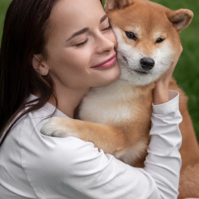 Щенки Сиба Ину ( Шиба )  | image 11