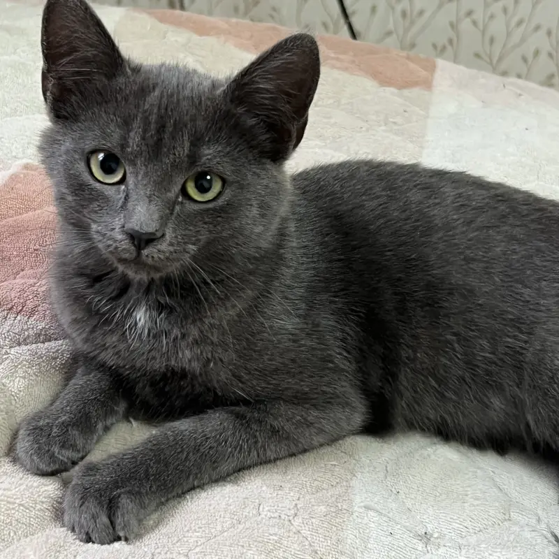 Котенок а-ля русская голубая, 3,5 месяца  | image 3