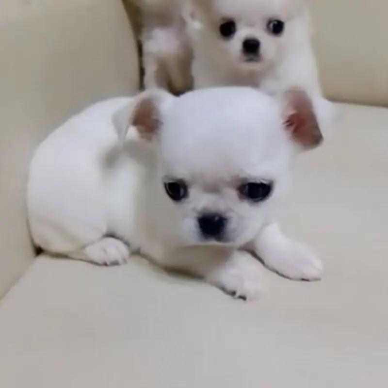 Очаровательные щенки чихуахуа | image 2