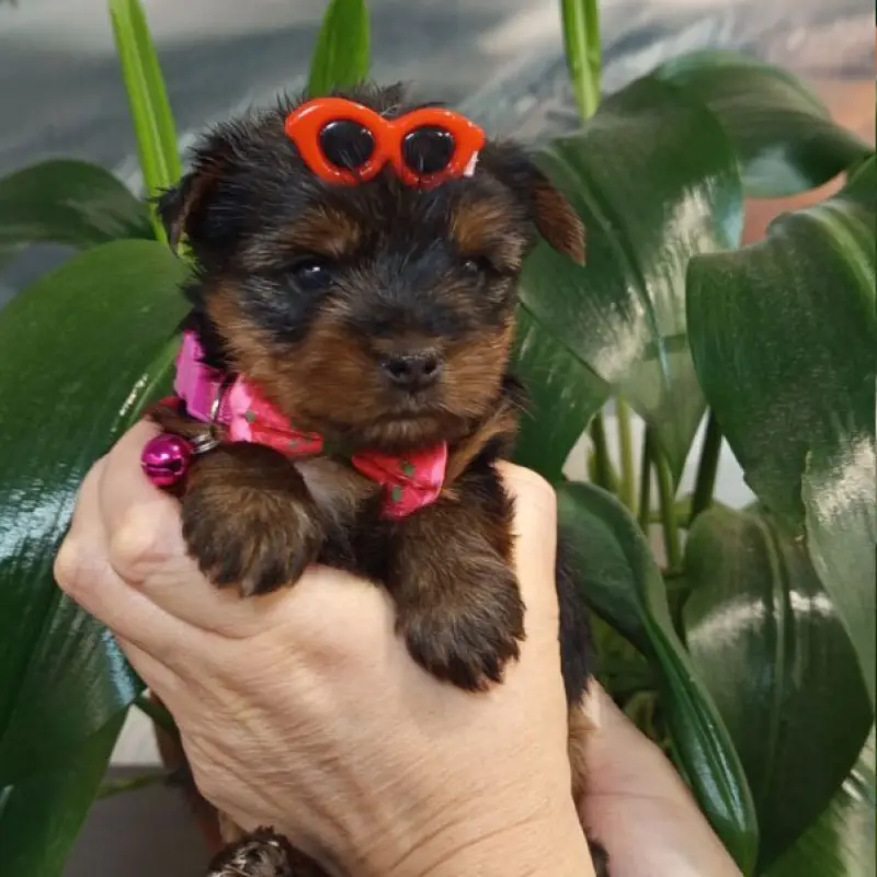 Очаровательные девочки-йорки ищут заботливых хозяев! | image 4