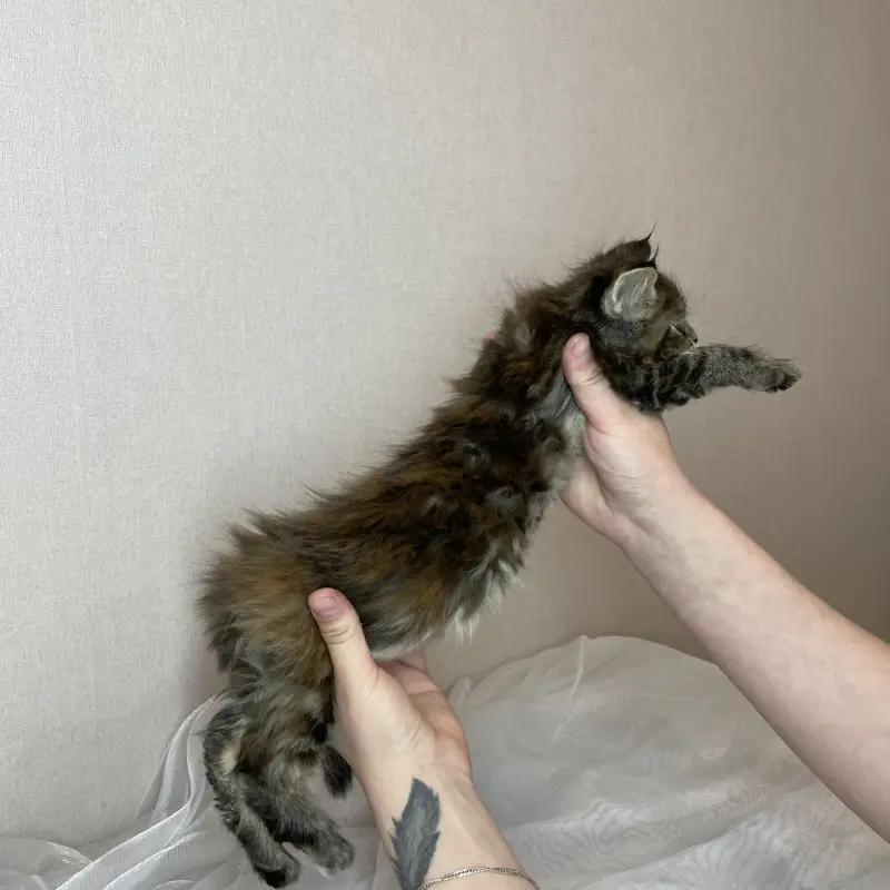 Мейн-кун бронирование  | image 5