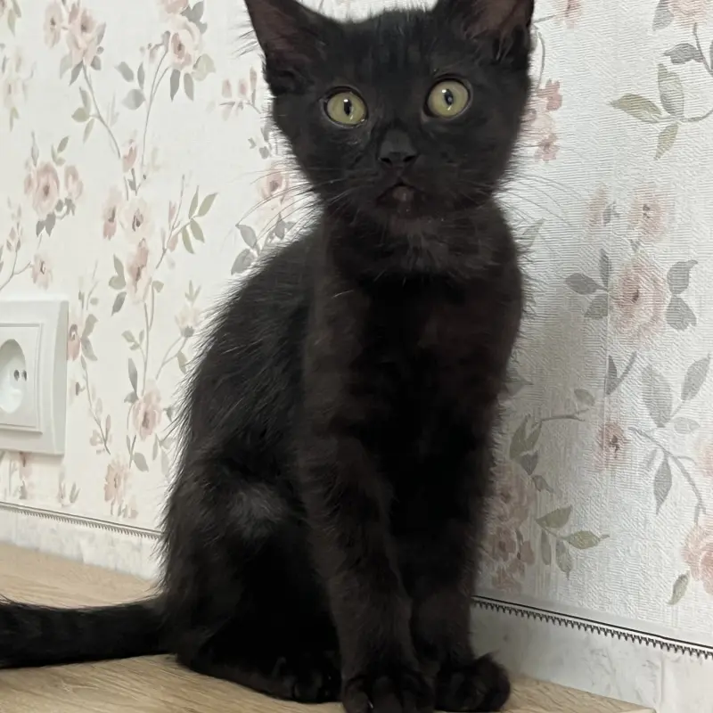 Котенок Кузя, 2 месяца  | image 1