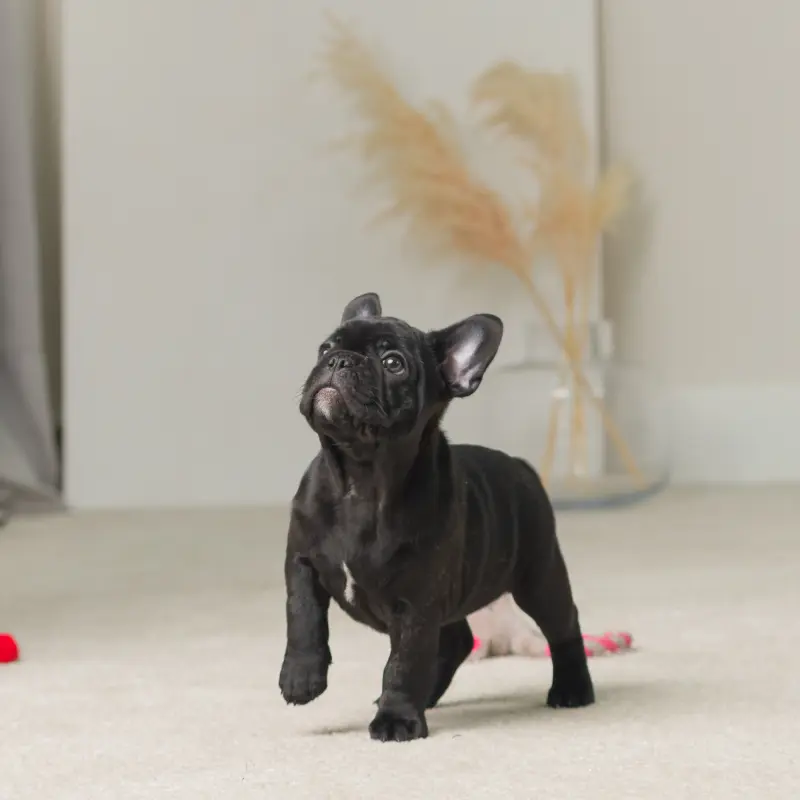 Продам щенка французского бульдога | image 2