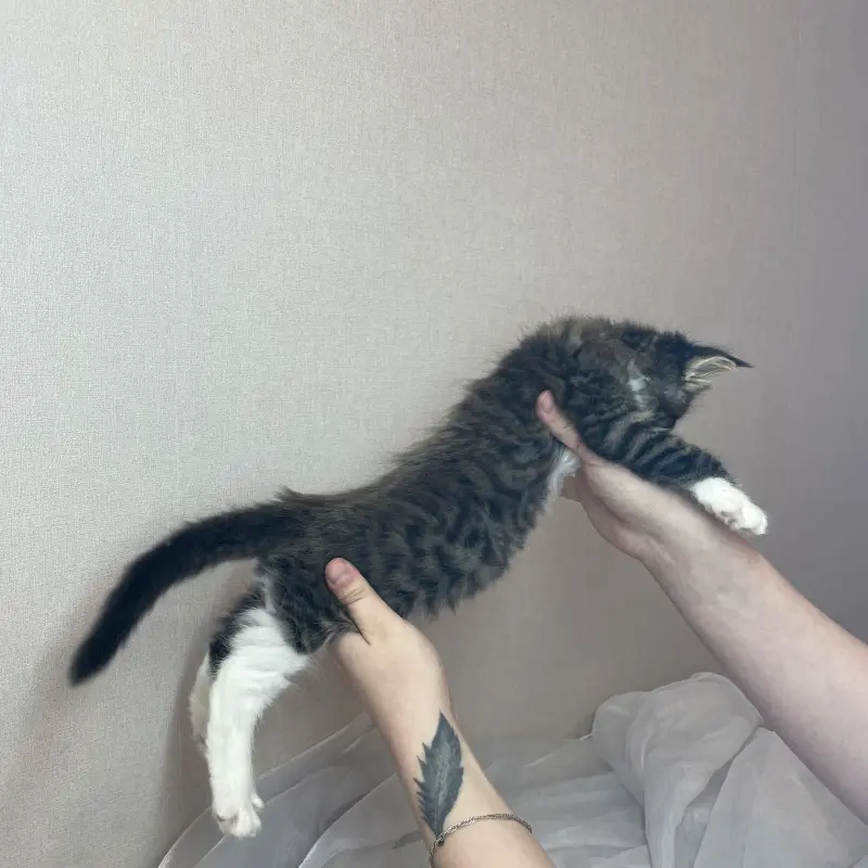 Мейн-кун бронирование  | image 4