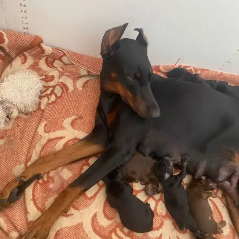 Щенки от пары с отличной родословной | image 3